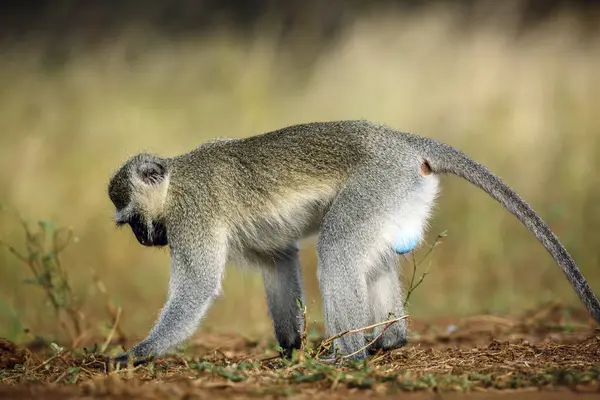 Güney Afrika 'daki Kruger Ulusal Parkı' nda, Cercopithecidae familyasından Specie Chlorocebus pygerythrus 'un tohumlarını arayan maymun maymun maymun.