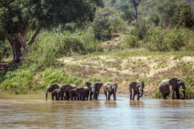 Güney Afrika 'daki Kruger Ulusal Parkı' ndaki nehir kıyısında su içen Afrika fili sürüsü; Fil giller familyasından Specie Loxodonta africana