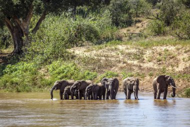 Güney Afrika 'daki Kruger Ulusal Parkı' ndaki nehir kıyısında su içen Afrika fili sürüsü; Fil giller familyasından Specie Loxodonta africana