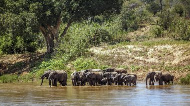 Güney Afrika 'daki Kruger Ulusal Parkı' ndaki nehir kıyısında su içen Afrika fili sürüsü; Fil giller familyasından Specie Loxodonta africana