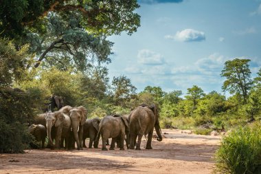 Güney Afrika 'daki Kruger Ulusal Parkı' nda kurak nehir yatağında Afrika çalı filleri grubu; Fil giller familyasından Specie Loxodonta africana ailesi