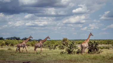 Güney Afrika 'daki Kruger Ulusal Parkı' nda üç zürafa; Giraffidae familyasından Tür Giraffa camelopardalis.