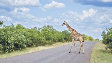Güney Afrika Kruger Ulusal Parkı 'nda safari yolunu geçen zürafa; Giraffidae familyasından Tür Giraffa camelopardalis.