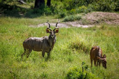 Güney Afrika 'daki Kruger Ulusal Parkı' nda yeşil savanada boynuzlu erkek ve kadın daha büyük erkek ve dişi; Bovidae ailesinden Specie Tragelaphus strepsiceros
