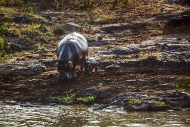 Güney Afrika 'daki Kruger Ulusal Parkı' nda nehir boyunca yürüyen dişi ve bebek Hippopotamus; Suaygırı ailesinden Specie Hippopotamus