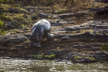 Güney Afrika 'daki Kruger Ulusal Parkı' nda nehir boyunca yürüyen dişi ve bebek Hippopotamus; Suaygırı ailesinden Specie Hippopotamus