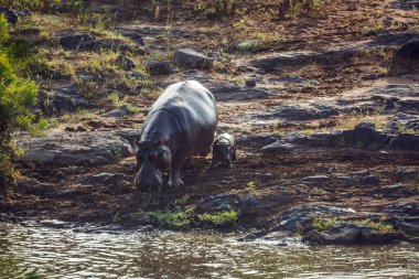 Güney Afrika 'daki Kruger Ulusal Parkı' nda nehir boyunca yürüyen dişi ve bebek Hippopotamus; Suaygırı ailesinden Specie Hippopotamus
