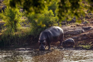 Güney Afrika 'daki Kruger Ulusal Parkı' nda nehre doğru yürüyen dişi ve bebek Hipopotam; Suaygırı ailesinden Specie Hippopotamus