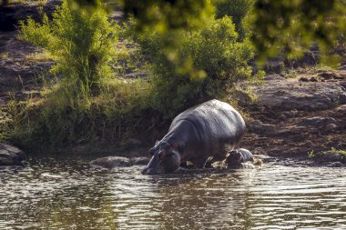 Güney Afrika 'daki Kruger Ulusal Parkı' nda nehre doğru yürüyen dişi ve bebek Hipopotam; Suaygırı ailesinden Specie Hippopotamus