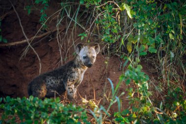 Güney Afrika 'daki Kruger Ulusal Parkı' ndaki mağara girişinde Hyaena yavrusu görüldü; Hyaenidae ailesinden Specie Crocuta Crocuta