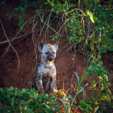Güney Afrika 'daki Kruger Ulusal Parkı' ndaki mağara girişinde Hyaena yavrusu görüldü; Hyaenidae ailesinden Specie Crocuta Crocuta