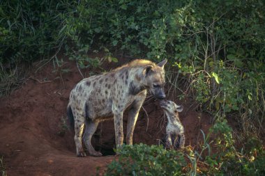 Güney Afrika 'daki Kruger Ulusal Parkı' ndaki mağara girişinde anne ve yavrusu Hyaenidae familyasından Specie Crocuta Crocuta