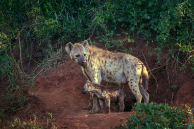 Güney Afrika 'daki Kruger Ulusal Parkı' ndaki mağara girişinde anne ve yavrusu Hyaenidae familyasından Specie Crocuta Crocuta