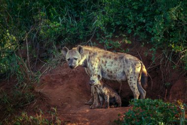 Güney Afrika 'daki Kruger Ulusal Parkı' ndaki mağara girişinde anne ve yavrusu Hyaenidae familyasından Specie Crocuta Crocuta