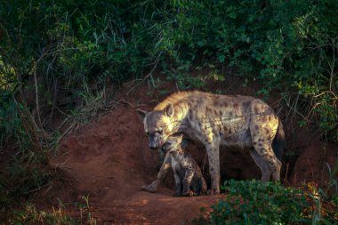 Güney Afrika 'daki Kruger Ulusal Parkı' ndaki mağara girişinde anne ve yavrusu Hyaenidae familyasından Specie Crocuta Crocuta