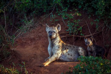 Güney Afrika 'daki Kruger Ulusal Parkı' ndaki mağara girişinde anne ve yavrusu Hyaenidae familyasından Specie Crocuta Crocuta