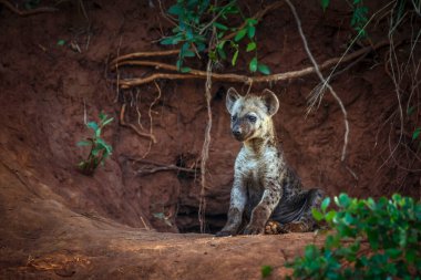 Güney Afrika 'daki Kruger Ulusal Parkı' ndaki mağara girişinde Hyaena yavrusu görüldü; Hyaenidae ailesinden Specie Crocuta Crocuta