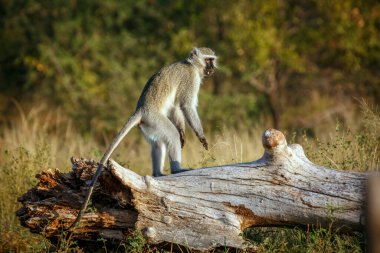 Güney Afrika 'daki Kruger Ulusal Parkı' nda bir kütük dikiz aynasından dikilen vervet maymunu Cercopithecidae ailesinden Specie Chlorocebus pygerythrus