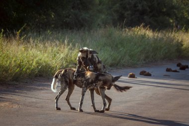 Güney Afrika 'daki Kruger Ulusal Parkı' nda sabah ışığında yolda oynayan iki vahşi Afrika köpeği Canidae 'li Specie Lycaon Pictus ailesi