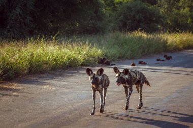 Güney Afrika 'daki Kruger Ulusal Parkı' nda safari yolunda duran iki vahşi Afrika köpeği Canidae ailesinden Specie Lycaon Pictus.