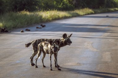 Güney Afrika 'daki Kruger Ulusal Parkı' nda safari yolunda duran iki vahşi Afrika köpeği Canidae ailesinden Specie Lycaon Pictus.