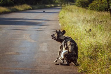Güney Afrika 'daki Kruger Ulusal Parkı' nda vahşi köpek çiftleşmesi Canidae familyasından Specie Lycaon Pictus