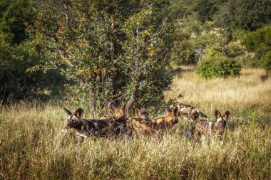 Güney Afrika 'daki Kruger Ulusal Parkı' nda çimlerde alarmda olan Afrika vahşi köpek sürüsü; Canidae ailesinden Specie Lycaon pictus