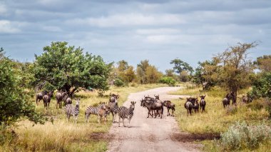 Güney Afrika 'daki Büyük Kruger Ulusal Parkı' ndaki safari çakıl yolu üzerinde geniş bir grup zebra ve mavi antilop.