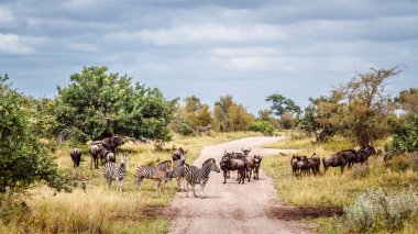 Güney Afrika 'daki Büyük Kruger Ulusal Parkı' ndaki safari çakıl yolu üzerinde geniş bir grup zebra ve mavi antilop.