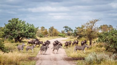 Güney Afrika 'daki Büyük Kruger Ulusal Parkı' ndaki safari çakıl yolu üzerinde geniş bir grup zebra ve mavi antilop.