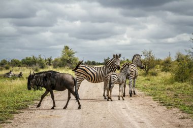 Güney Afrika 'daki Büyük Kruger Ulusal Parkı' ndaki safari yolu üzerinde zebra ve mavi antiloplar; Tür Equus quagga burchellii ve Connochaetes taurinus