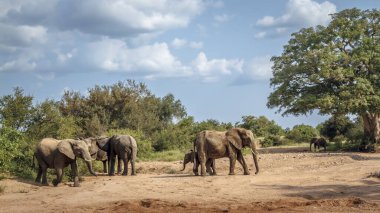 Güney Afrika 'daki Kruger Ulusal Parkı' nda kuru nehir yatağında yürüyen bir buzağıya sahip Afrika çalı fili grubu ve Filgiller familyasından Specie Loxodonta africana.