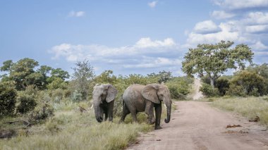 Güney Afrika 'daki Kruger Ulusal Parkı' nda safari yolunda iki Afrika çalı fili ve Fil familyasından Specie Loxodonta africana.