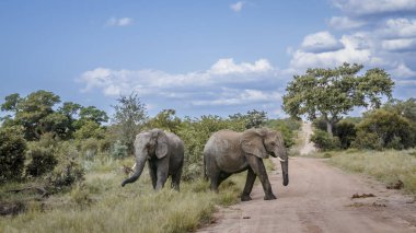 Güney Afrika 'daki Kruger Ulusal Parkı' nda safari yolunda iki Afrika çalı fili ve Fil familyasından Specie Loxodonta africana.