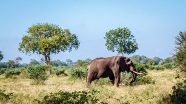 Afrika çalı fili, Güney Afrika 'daki Kruger Ulusal Parkı' nda savanada yürüyen büyük deniz fili, Fil familyasından Specie Loxodonta africana,