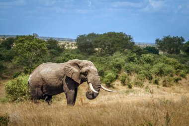 Afrika çalı fili, Güney Afrika 'daki Kruger Ulusal Parkı' nda savana 'da büyük bir deniz fili manzarası; Specie Loxodonta africana fil familyası