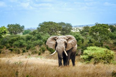 Afrika çalı fili, Güney Afrika 'daki Kruger Ulusal Parkı' nda savana 'da büyük bir deniz fili manzarası; Specie Loxodonta africana fil familyası