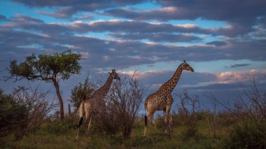 Güney Afrika 'daki Kruger Ulusal Parkı' ndaki alacakaranlıkta savanada yürüyen iki zürafa; Giraffa camelopardalis ailesinden Giraffidae.