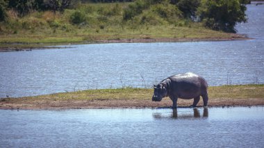 Güney Afrika 'daki Kruger Ulusal Parkı' ndaki nehrin ortasındaki adada duran Hippopotamus; Hipopotamya amfibi ailesinden Specie Hippopotamus