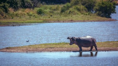 Güney Afrika 'daki Kruger Ulusal Parkı' ndaki nehrin ortasındaki adada duran ve esneyen Hippopotamus; Suaygırı ailesinden Specie Hippopotamus