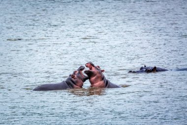 Güney Afrika 'daki Kruger Ulusal Parkı' nda suda oynayan iki genç hipopotam; Suaygırı ailesinden Specie Hippopotamus.