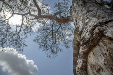 Güney Afrika 'daki Greater Kruger Ulusal Parkı' ndaki ağaç gövdesinde kaya gözlemcisi; Varanidae ailesinden Specie Varanus albigularis