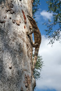 Güney Afrika 'daki Greater Kruger Ulusal Parkı' ndaki ağaç gövdesinde kaya gözlemcisi; Varanidae ailesinden Specie Varanus albigularis