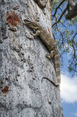 Güney Afrika 'daki Greater Kruger Ulusal Parkı' ndaki ağaç gövdesinde kaya gözlemcisi; Varanidae ailesinden Specie Varanus albigularis