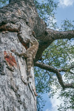 Güney Afrika 'daki Greater Kruger Ulusal Parkı' ndaki ağaç gövdesinde kaya gözlemcisi; Varanidae ailesinden Specie Varanus albigularis