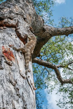 Güney Afrika 'daki Greater Kruger Ulusal Parkı' ndaki ağaç gövdesinde kaya gözlemcisi; Varanidae ailesinden Specie Varanus albigularis