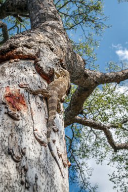 Güney Afrika 'daki Greater Kruger Ulusal Parkı' ndaki ağaç gövdesinde kaya gözlemcisi; Varanidae ailesinden Specie Varanus albigularis