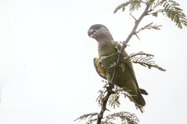 Kahverengi başlı papağan, Güney Afrika 'daki Kruger Ulusal Parkı' nda beyaz arka planda izole edilmiş bir dalda yemek yiyor.