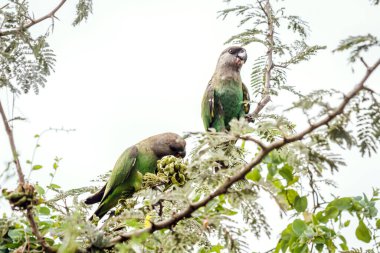 Kahverengi kafalı papağan çifti Güney Afrika 'daki Kruger Ulusal Parkı' ndaki bir ağaçta meyve yiyorlar; Specie Poicephalus cryptoxanthus ailesi Psittacidae