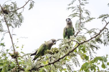 Kahverengi kafalı papağan çifti Güney Afrika 'daki Kruger Ulusal Parkı' ndaki bir ağaçta meyve yiyorlar; Specie Poicephalus cryptoxanthus ailesi Psittacidae